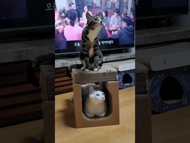 #귀엽잖아#이쁘잖아#뚱설
