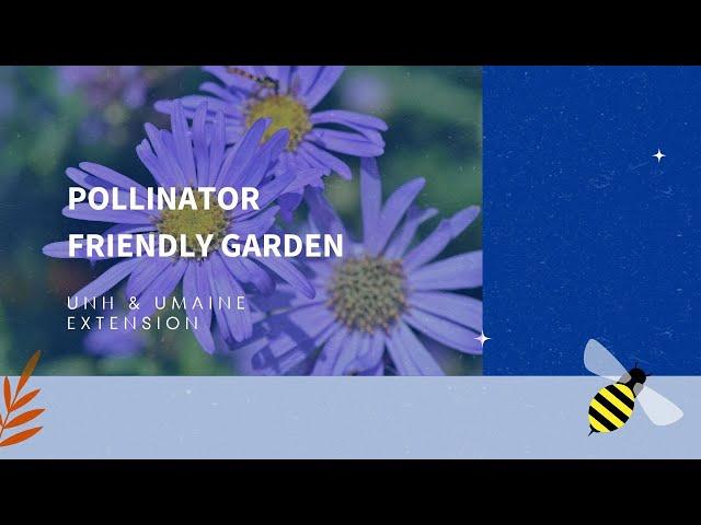 How to Create a Pollinator Friendly Garden