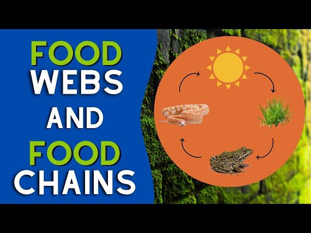 What Are Food Webs and Food Chains? | #steamspirations #steamspiration