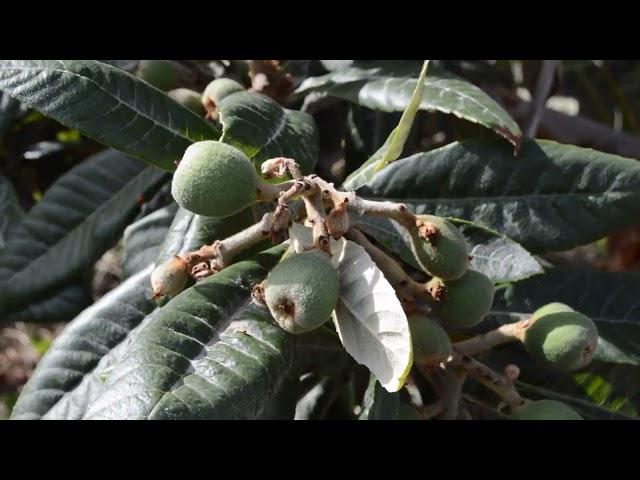 Así es nuestro proyecto de permaculturaUn paseo por la finca Abora