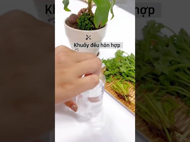 [Homenay tip] Trồng ngò rí tại nhà đơn giản #homenay #tips #trồngrau #lifehack #eco #plant