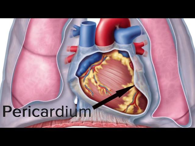 Tutor Video: Location and Covering of the Human Heart