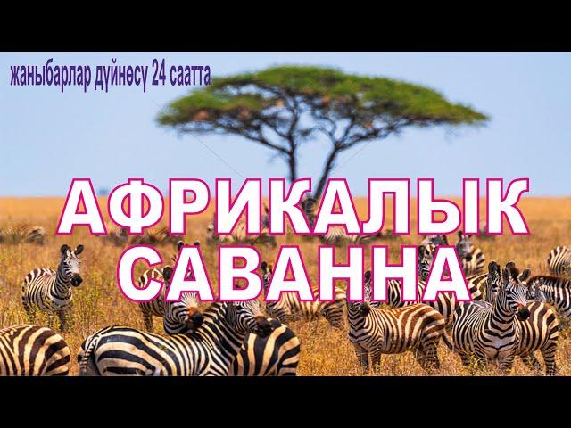 Жаныбарлар  дуйносу.  Жаныбарлар дүйнөсү 24 саатта. Африкалык саванна.