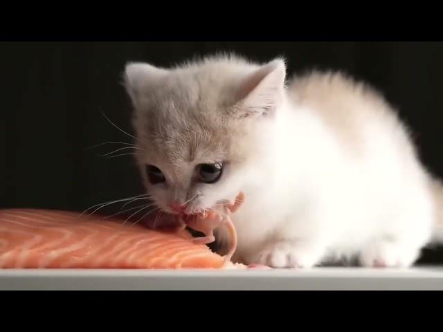 Kitten eats salmon  with doom music