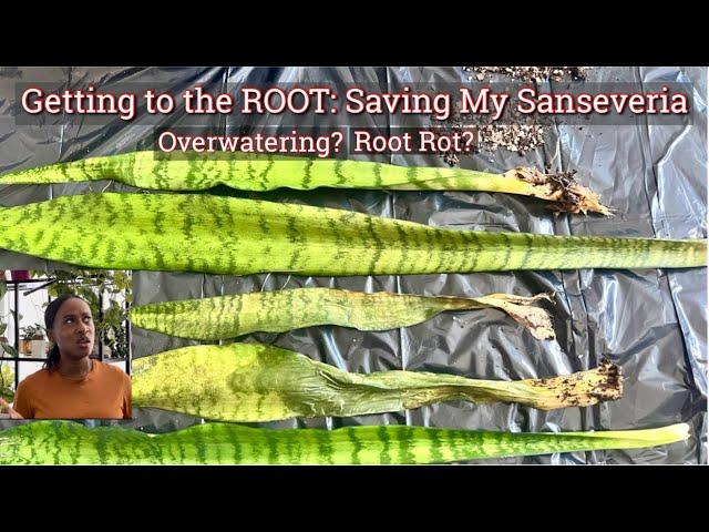 Overwatering? Root Rot? Saving My Snakeplant // JerseyWifeJerseyLife