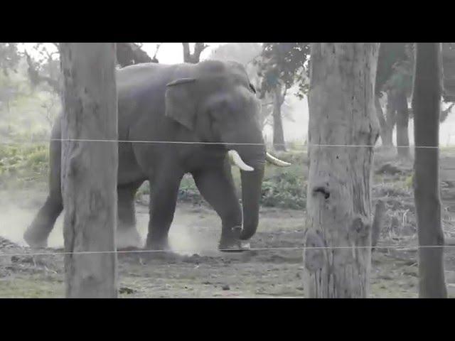 Renaldo, dominant wild bull elephant in Chitwan National Park, Nepal