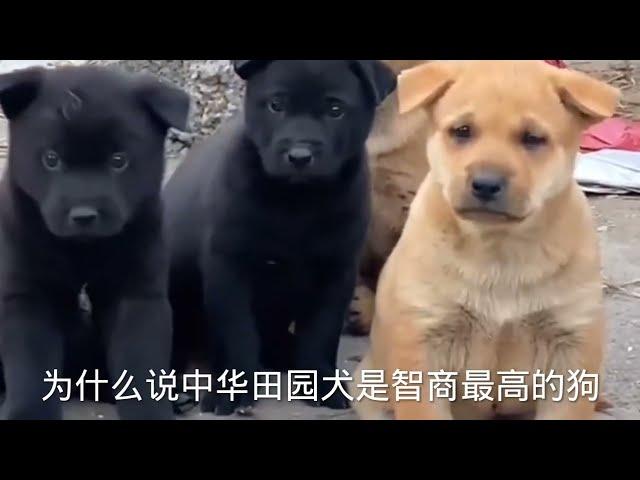 为什么说中华田园犬是最聪明的狗，土狗解密