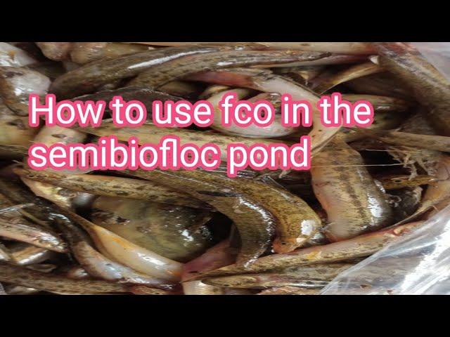 how to use fco in the semibiofloc pond