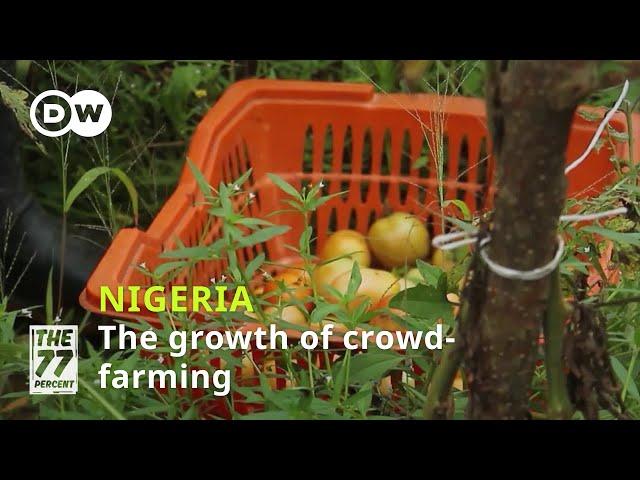 From swipe to harvest: Crowd-farming grows in Nigeria