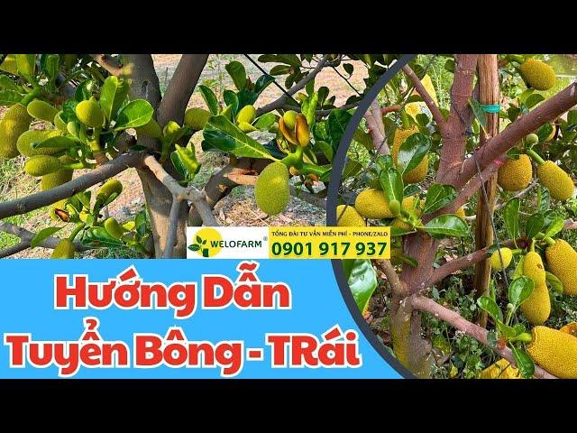 Hướng Dẫn Tuyển Bông Cho Mít Ruột Đỏ