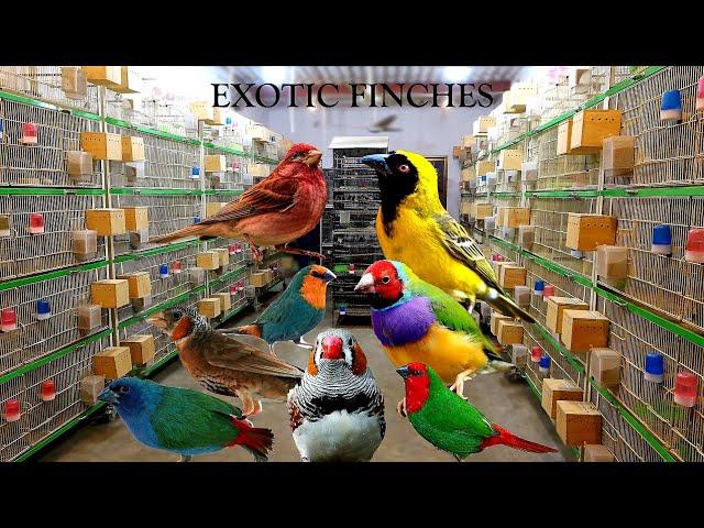 Extremely High-Quality Exotic Finches Breeding Setup