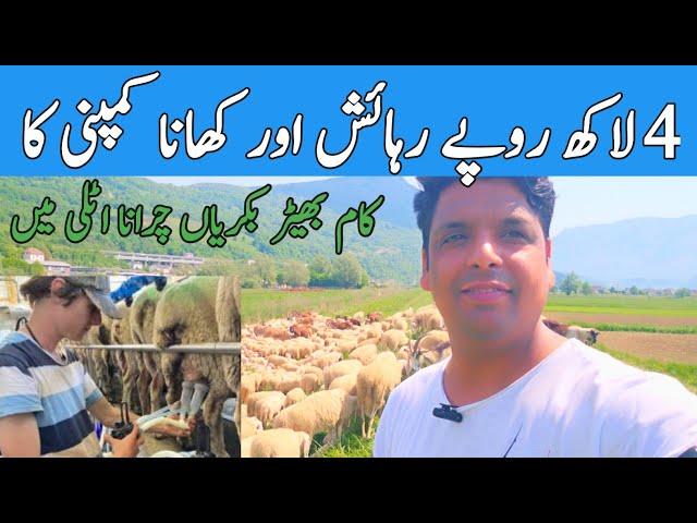 sheep and Goats Farming Job in Italy | sheep Goats farm work in Italy | job in Italy | Gullu Vlogs