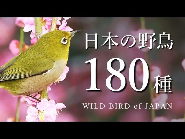 (SUB) Introduction of Japanese Wild birds - 180 species