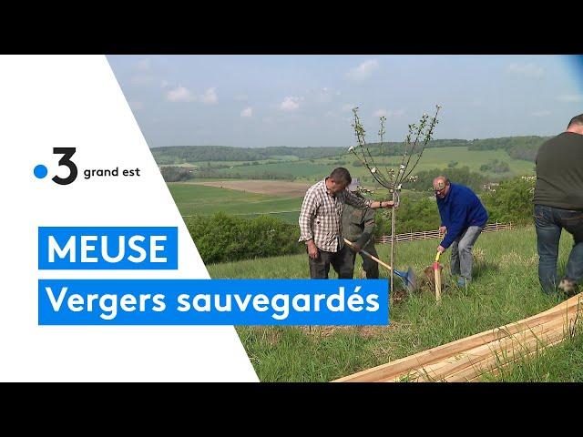 Un association préserve et sauvegarde les vergers en Meuse