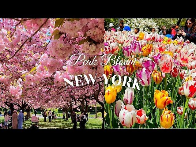 NYC Beautiful Peak Bloom Cherry Blossoms & Tulips Brooklyn Botanic Garden Highlight