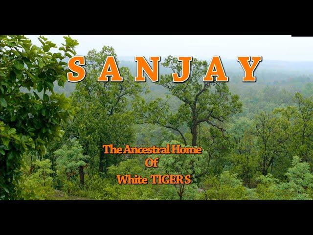 Teaser: Sanjay - The Ancestral home of White Tiger