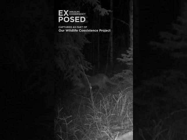 A rare sight! Cougar on #trailcamera