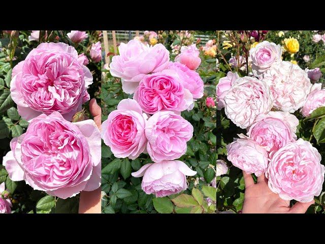 Top 3 David Austin Roses/ My Top Pick!