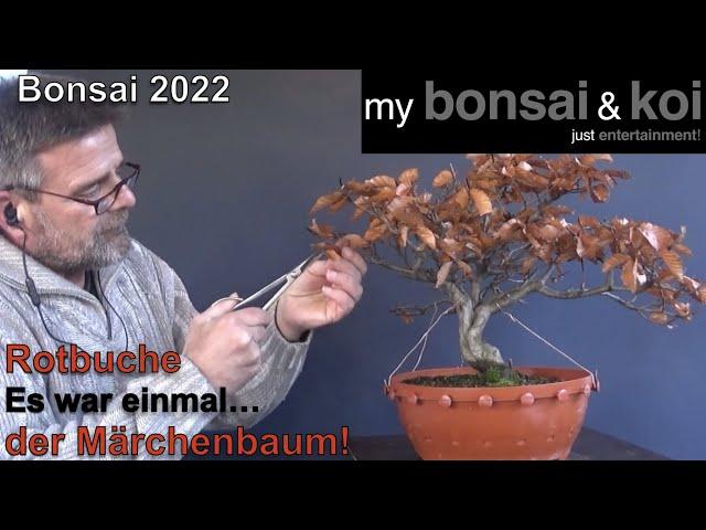 Bonsai 2022-33 - Rotbuche - Fagus sylvatica - Es war einmal… der Märchenbaum!