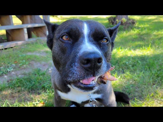 ASMR || Hachi the Pitsky crunching on a duck leg || Raw feeding