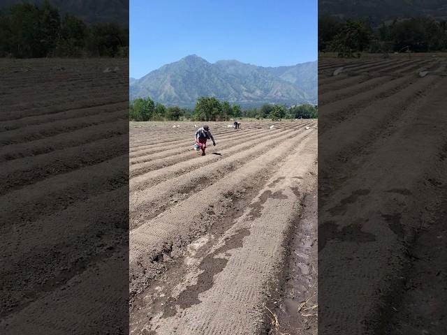 Broadcasting Red Onion Seeds #farming