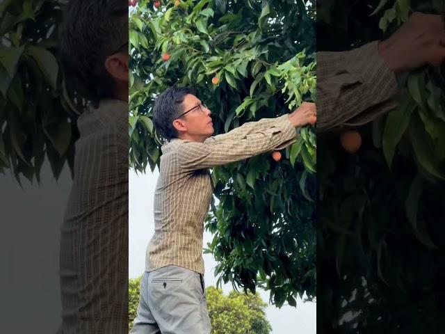 Thu hoạch cây vải cổ vườn nhà #ẩmthựcdândã #food #fruit #amthuc #garden #nongtrai #câyănquả #viral