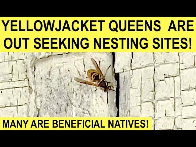 EASTERN YELLOWJACKET QUEEN SEEKS OUT NESTING SITE (Vespula Maculifrons)! Beneficial Native Species!