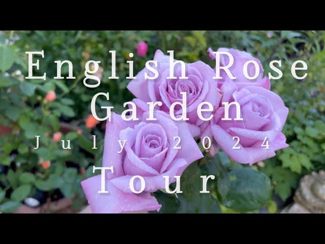 English Rose Garden Tour | Rating Roses For Strength of Scent | David Austin Roses and Much More