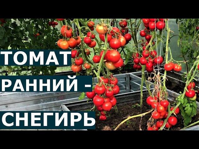 Томат СНЕГИРЬ Подробное описание сорта