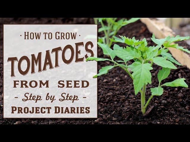  How to: Grow Tomatoes from Seed (A Complete Step by Step Guide)