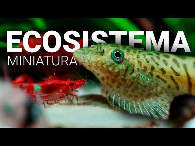 Creé un ECOSISTEMA en MINIATURA: Mira lo que vive aquí