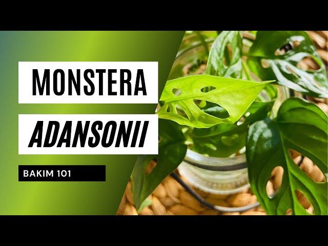 Monstera adansonii bakımı | Ev Yeşili ‍