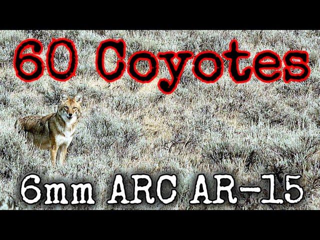 60 Coyotes Down 6mm ARC AR-15 Suppressed (EPIC DAYTIME HUNTING)