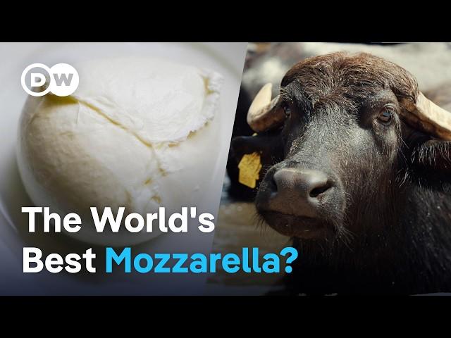 How buffalo mozzarella is made in Italy