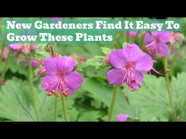 Bomb-Proof Plants! Easy To Grow Perennials For Beginners