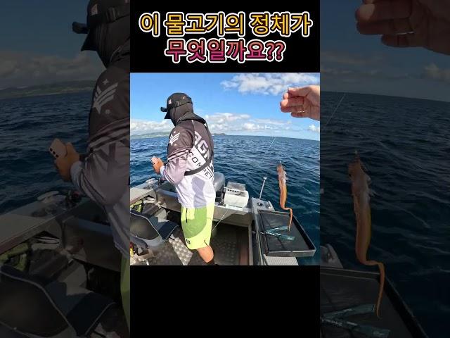 이 물고기의 정체를 공개수배합니다(feat.생전처음보는 놈) #shorts #fishing #미스테리 #어류 #선상낚시