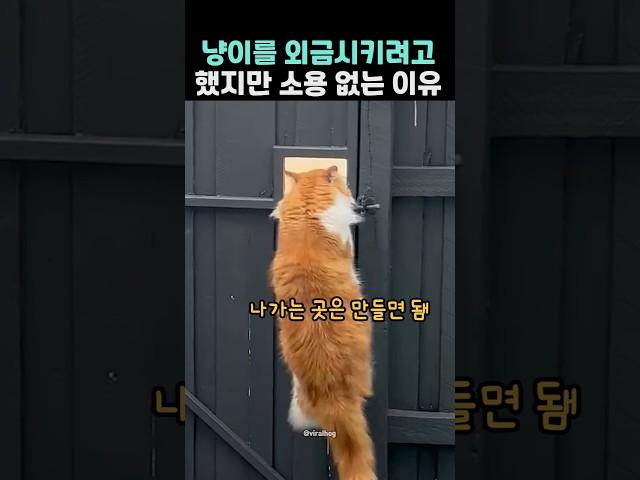 The reason why I tried to get the cat to leave but it didn't workㅋ