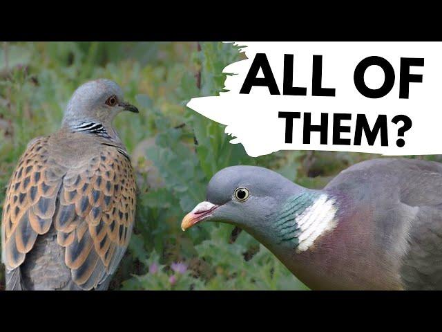 I found EVERY SPECIES of PIGEON in 1 day!