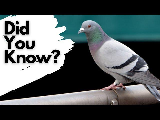 Things you need to know about FERAL PIGEONS!