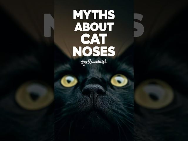 Cat nose | cats' myths debunked about cat nose #cats #short #YellowMimish @Cat