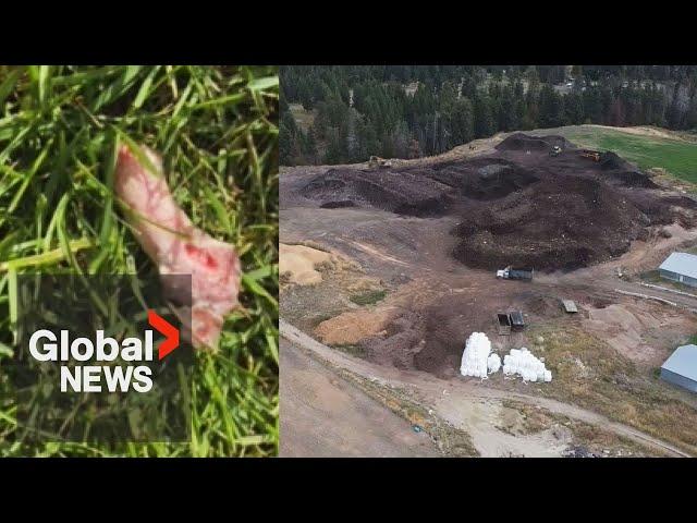 'It's disgusting:' Meat chunks falling from sky have one BC community fed up