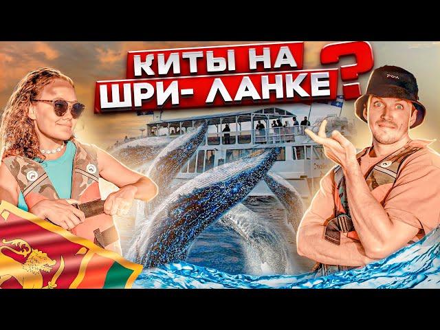 Киты на Шри-Ланке  Стоит ли ехать?