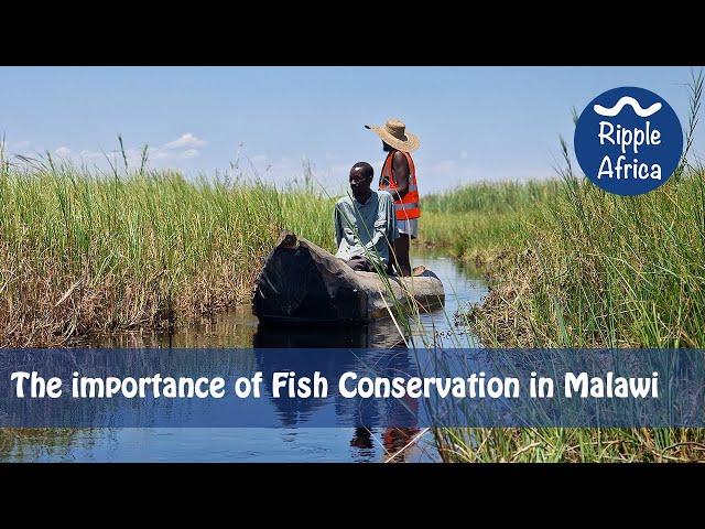 The importance of Fish Conservation in Malawi