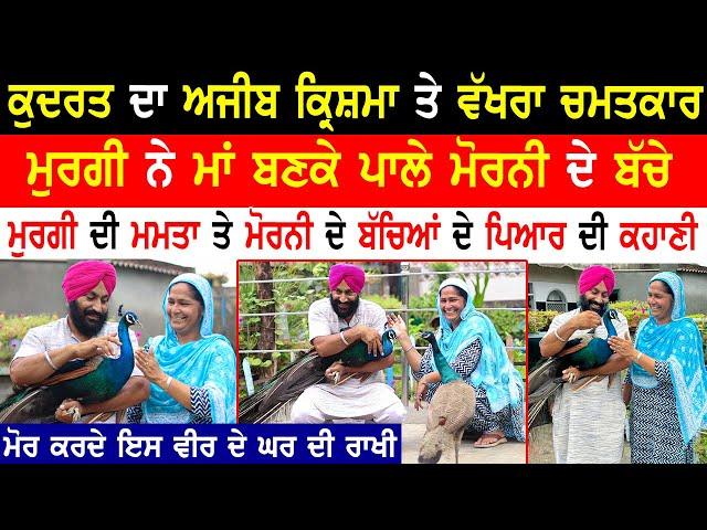 ਕੁਦਰਤ ਦਾ ਅਜੀਬ ਕ੍ਰਿਸ਼ਮਾ ਤੇ ਵੱਖਰਾ ਚਮਤਕਾਰ|Peacock Lover|Panchi Premi|Animal Lover|@kaintpunjabi