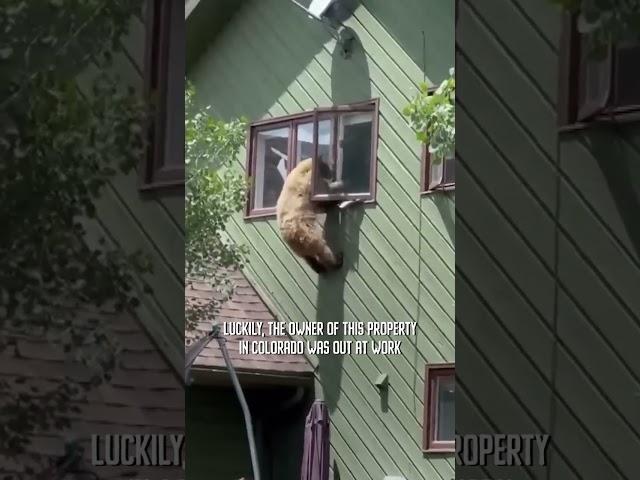  Bear breaks into home  #shorts