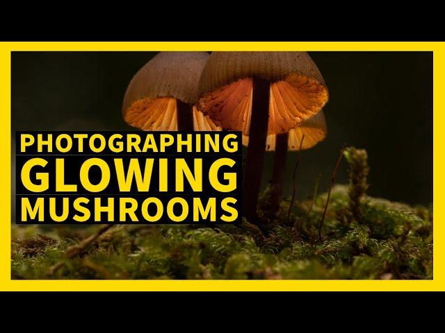 Photographing mushrooms and making them glow using this simple technique,