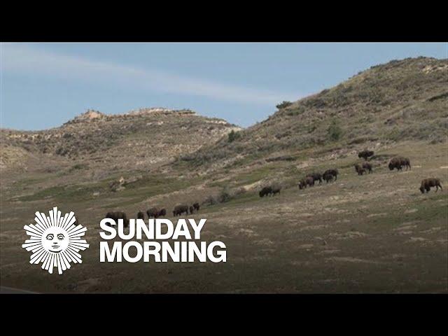 Nature: Theodore Roosevelt National Park