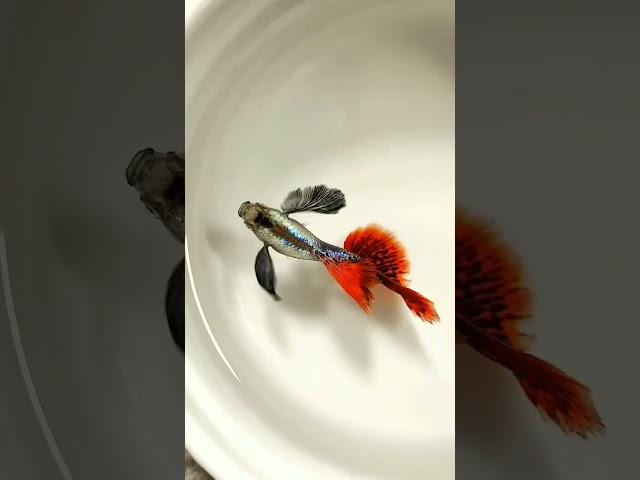 Beautiful mail Guppy fish ||Different variety Guppy fish mail||Volg Part 6|| #shorts #guppyfish