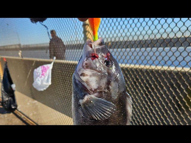 CROSSBAY BRIDGE TO LONG ISLAND CITY CHASING TAUTOG