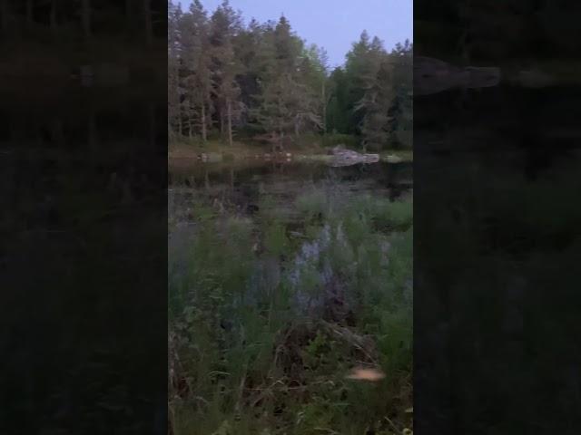 Superior National Forest bog I need to cross at 3am on a solo trip.